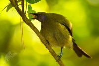 Medosavka novozelandska - Anthornis melanura - Bellbird - makomako 4969